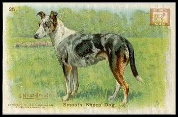 25 Smooth Sheep Dog